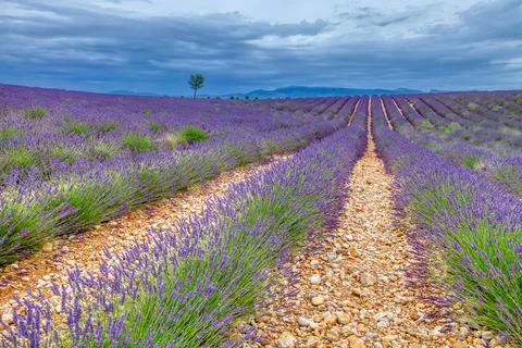 Fields Of Blooming Lavender Flowers Stock Photos
