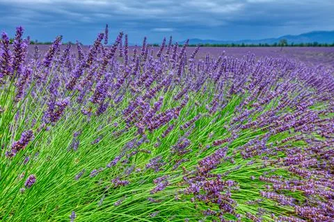 Fields Of Blooming Lavender Flowers Stock Photos