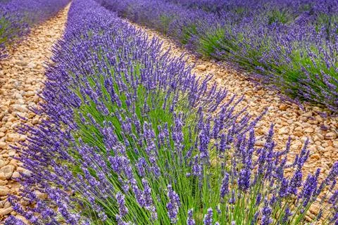 Fields Of Blooming Lavender Flowers Stock Photos