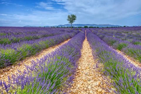 Fields Of Blooming Lavender Flowers Stock Photos