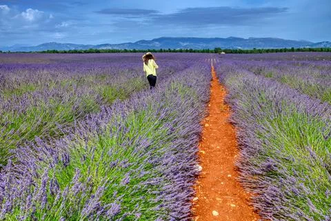 Fields Of Blooming Lavender Flowers Stock Photos