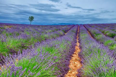 Fields Of Blooming Lavender Flowers Stock Photos