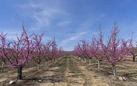 Fields of blooming peach trees in perfect alignment Stock Photos