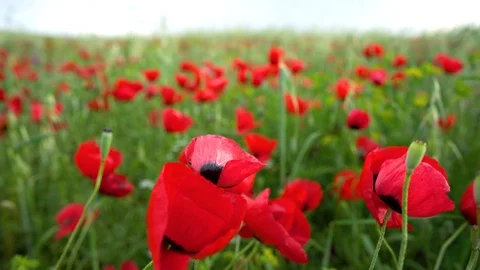 Fields of blooming poppy Stock Footage 116767602