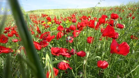 Fields of blooming poppy Stock Footage 116767839