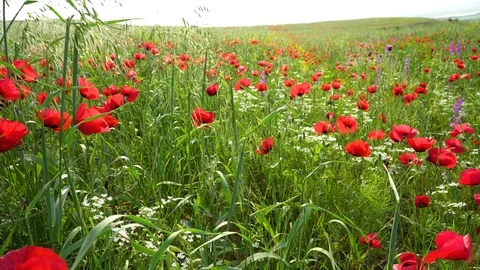 Fields of blooming poppy Stock Footage 116767883