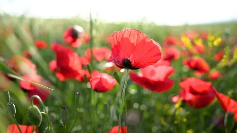 Fields of blooming poppy Stock Footage 116768265