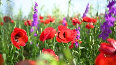 Fields of blooming poppy Stock Footage 116768403
