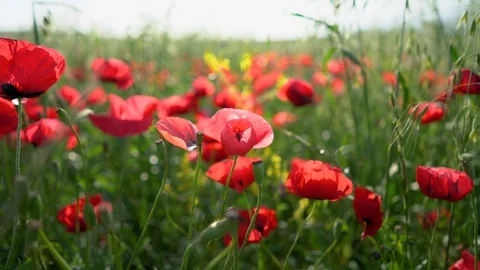 Fields of blooming poppy Stock Footage 116768889