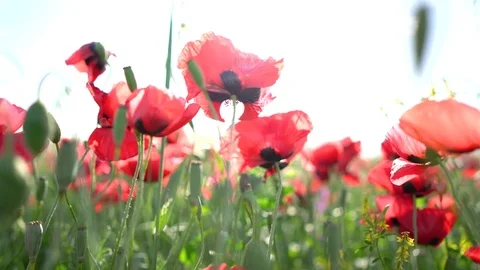 Fields of blooming poppy Stock Footage 116769032