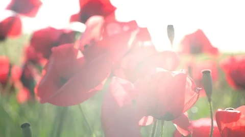 Fields of blooming poppy Stock Footage 116769162