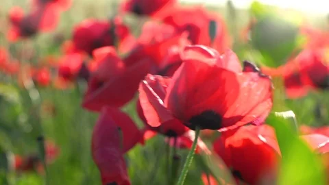 Fields of blooming poppy Stock Footage 116769305