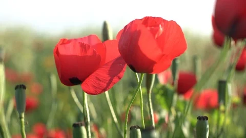 Fields of blooming poppy Stock Footage 116769397