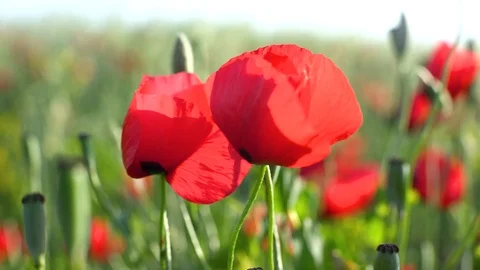 Fields of blooming poppy Stock Footage 116769580