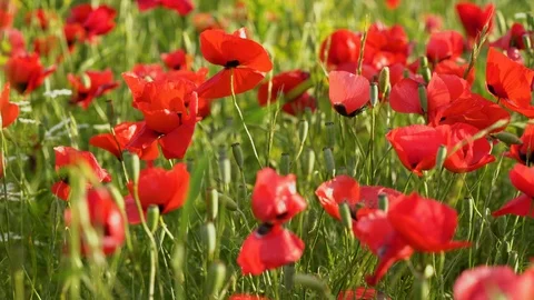 Fields of blooming poppy Stock Footage 116769792