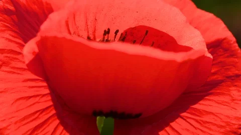 Fields of blooming poppy Stock Footage 116770060