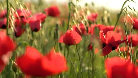 Fields of blooming poppy Stock Footage 116770468