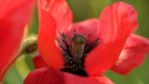 Fields of blooming poppy Stock Footage 116770625