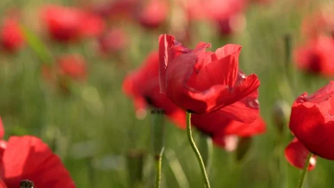 Fields of blooming poppy Stock Footage 116770683