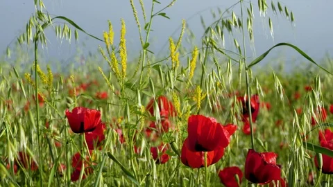 Fields of blooming poppy Stock Footage 116770799