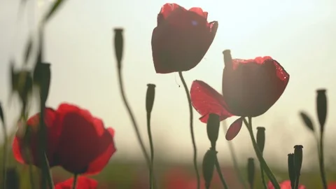 Fields of blooming poppy Stock Footage 116770858