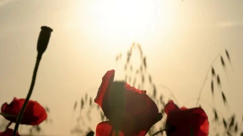 Fields of blooming poppy Stock Footage 116771119