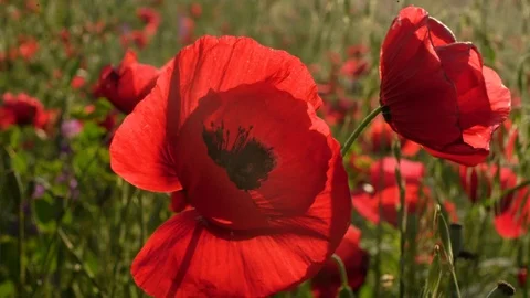 Fields of blooming poppy Stock Footage 116771385