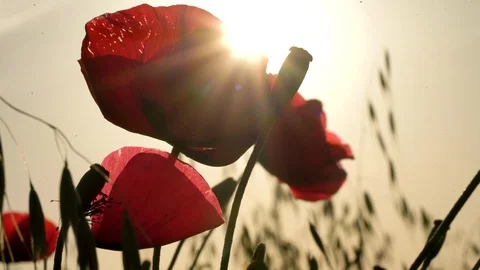 Fields of blooming poppy Stock Footage 116771502