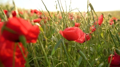 Fields of blooming poppy Stock Footage 116771668
