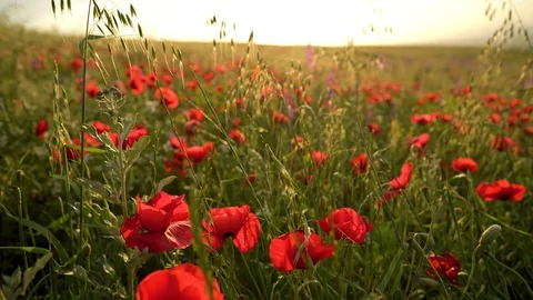 Fields of blooming poppy Stock Footage 116771792