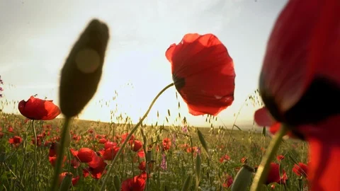 Fields of blooming poppy Stock Footage 116772190