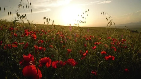 Fields of blooming poppy Stock Footage 116772294