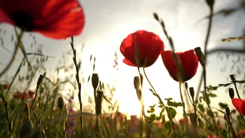 Fields of blooming poppy Stock Footage 116772474