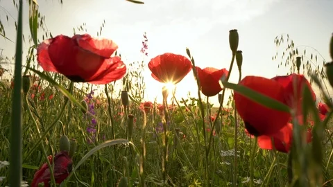 Fields of blooming poppy Stock Footage 116772480