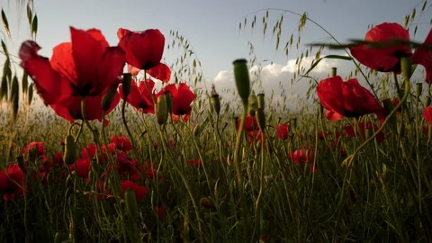 Fields of blooming poppy Stock Footage 116772675