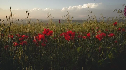 Fields of blooming poppy Stock Footage 116772702
