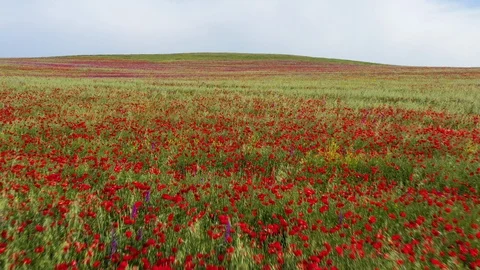 Fields of blooming poppy Stock Footage 116774808