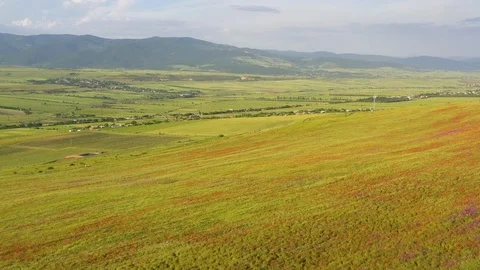 Fields of blooming poppy Stock Footage 116775519