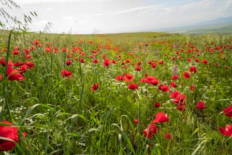 Fields of blooming poppy Stock Photos