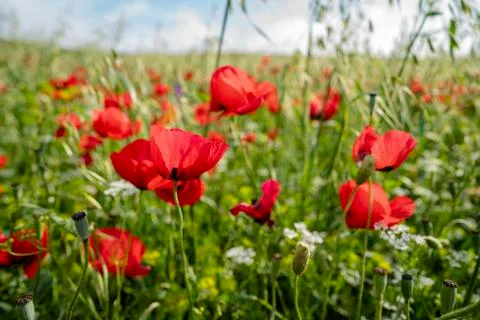 Fields of blooming poppy Stock Photos