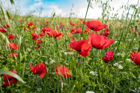Fields of blooming poppy Stock Photos