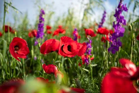 Fields of blooming poppy Stock Photos