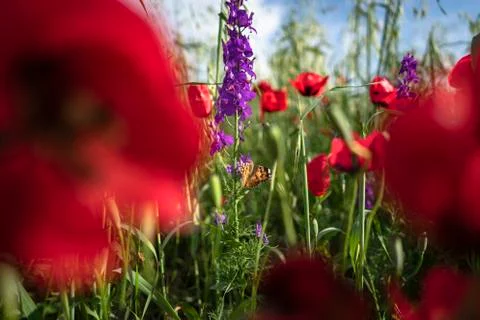 Fields of blooming poppy Stock Photos