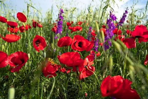 Fields of blooming poppy Stock Photos
