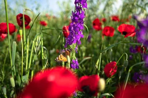 Fields of blooming poppy Stock Photos