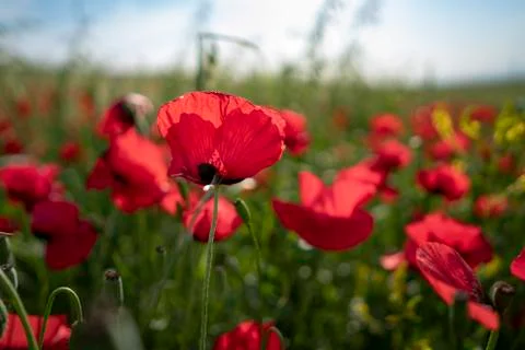 Fields of blooming poppy Stock Photos