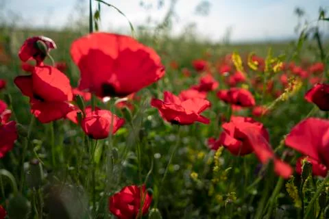 Fields of blooming poppy Stock Photos