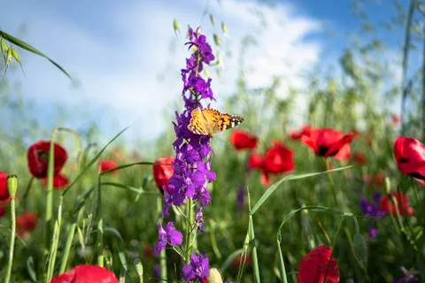 Fields of blooming poppy Photos