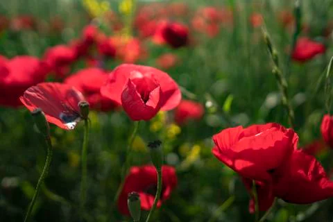 Fields of blooming poppy Stock Photos