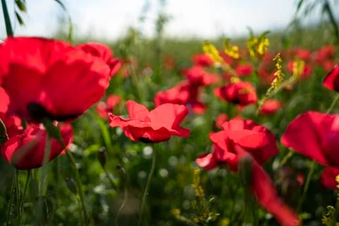 Fields of blooming poppy Photos